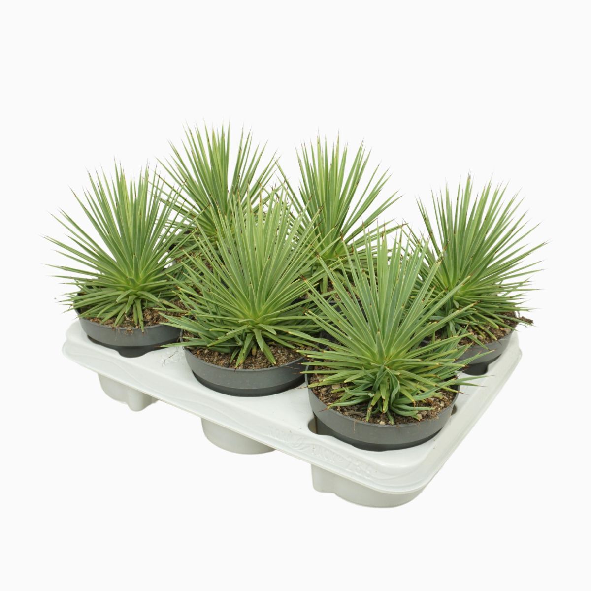 Agave stricta Nana, planta naturala H 15 cm