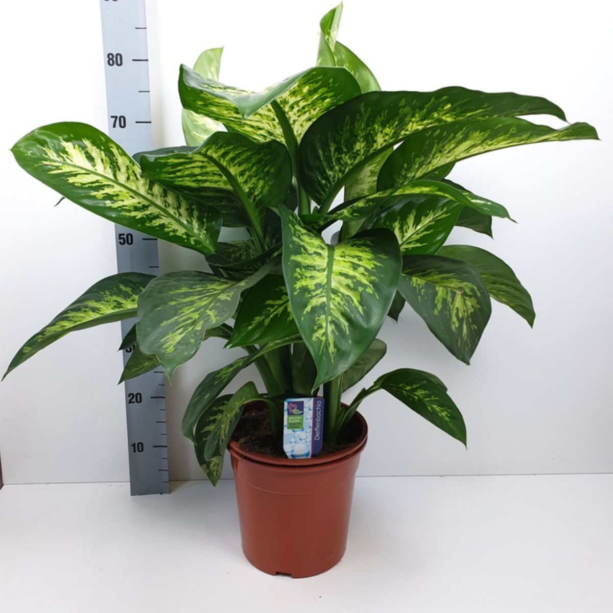 Dieffenbachia Maroba, H 80-85 cm