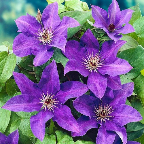 Clematis Niobe Mov, H 75 cm