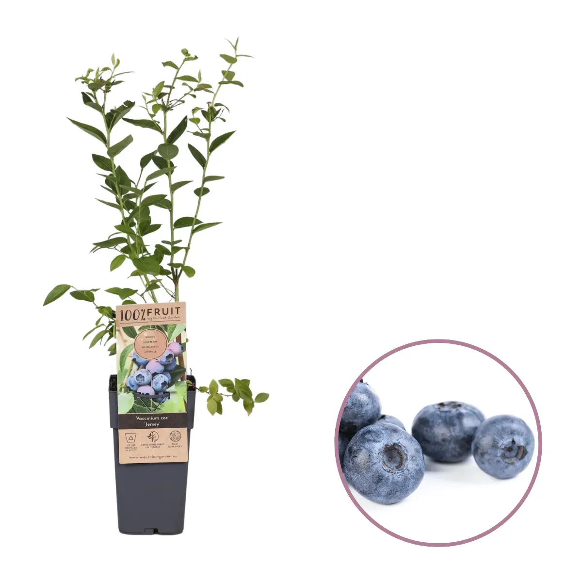 Afin productiv, Vaccinium Corymbosum, H 40 cm