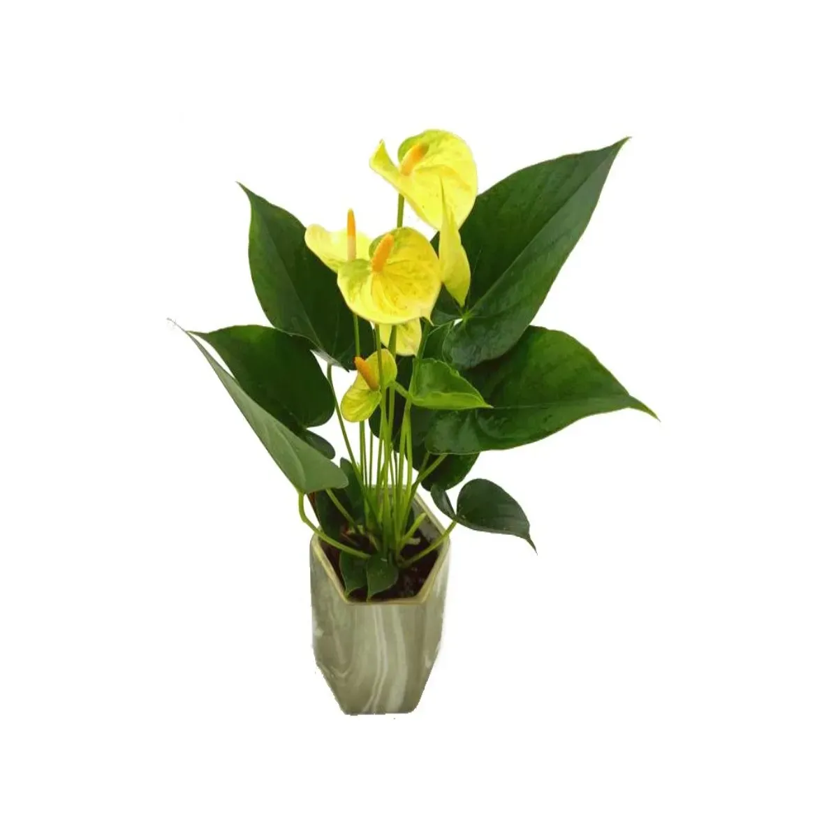 Anthurium Vanilla planta naturala, H 40-50 cm
