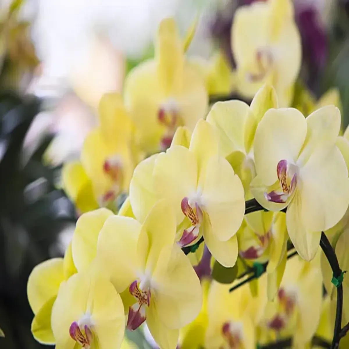 Phalaenopsis elegant galben, H 40-50 cm