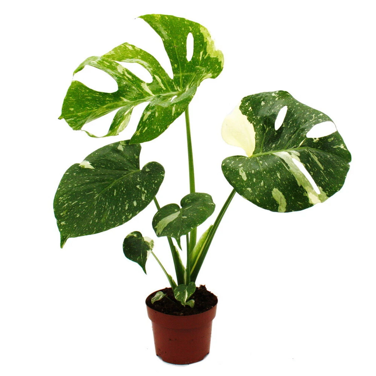 Monstera delic thai-constellation plantă naturală, H 40-50 cm