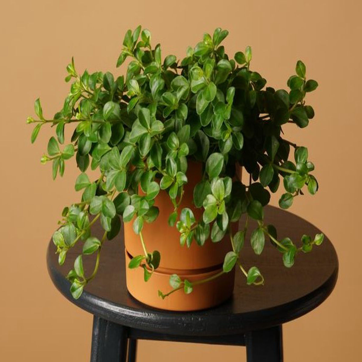 Peperomia rotundifolia, planta naturală curgătoare 30-45 cm