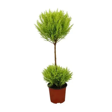 Cupressus Goldcrest Wilma, H 90-100cm