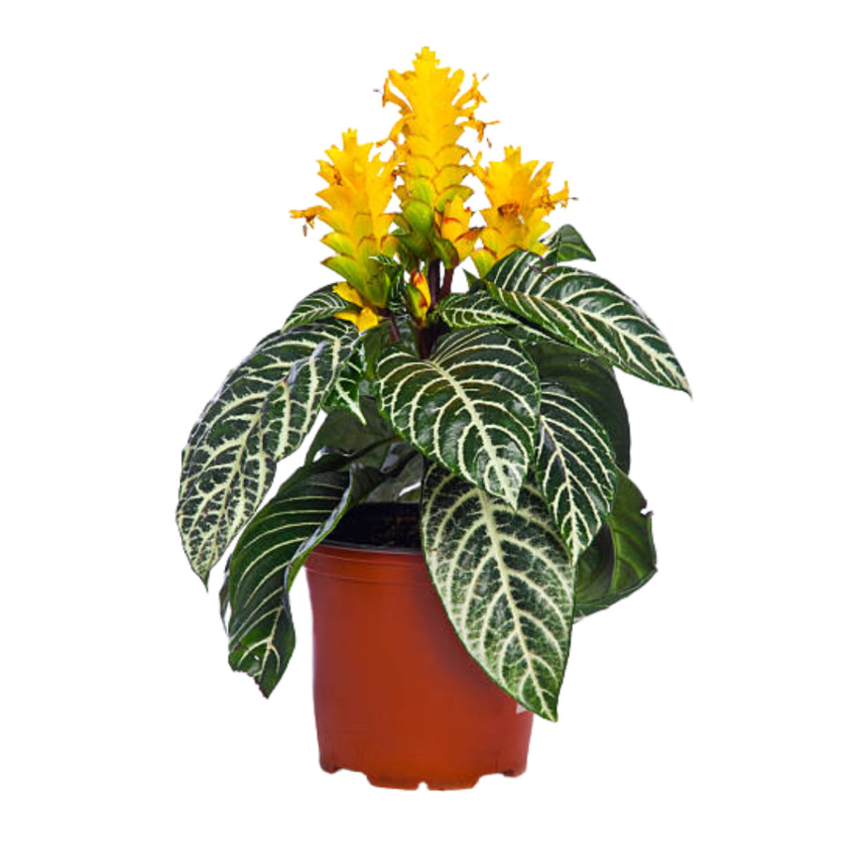 Aphelandra squarrosa, planta zebra, H 35 cm