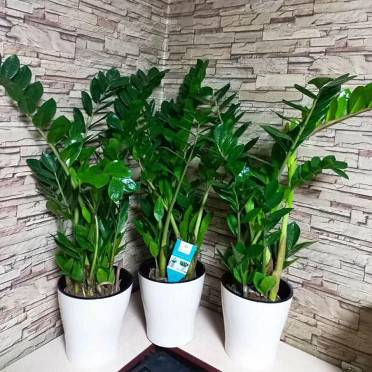 Zamioculcas zamiifolia, H 80 cm