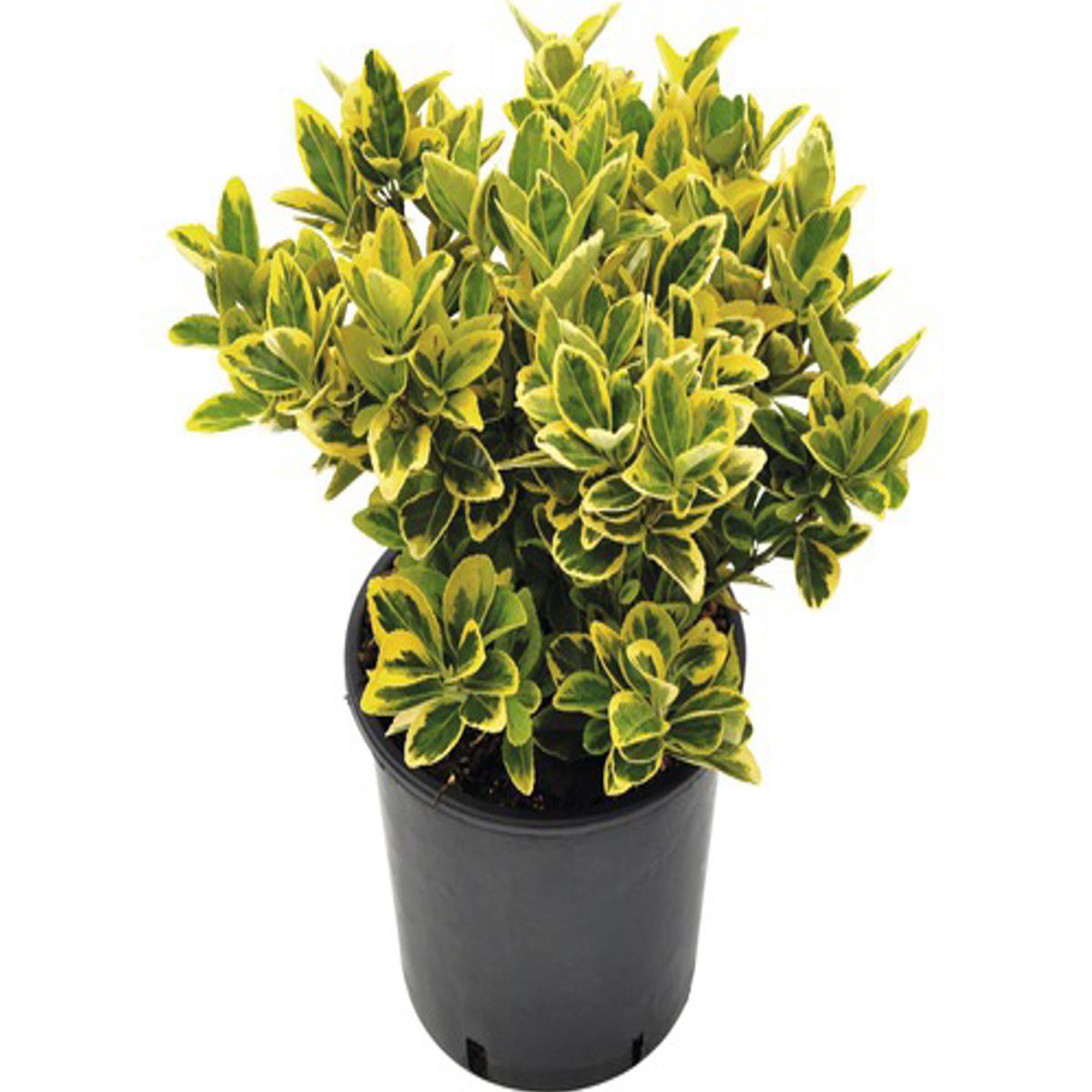 Euonymus japon Serafina, H 30 cm