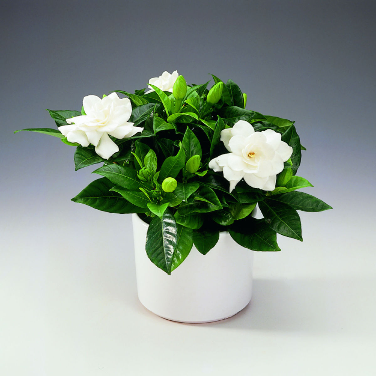 Iasomie Serafina Gardenia, H 30-40 cm