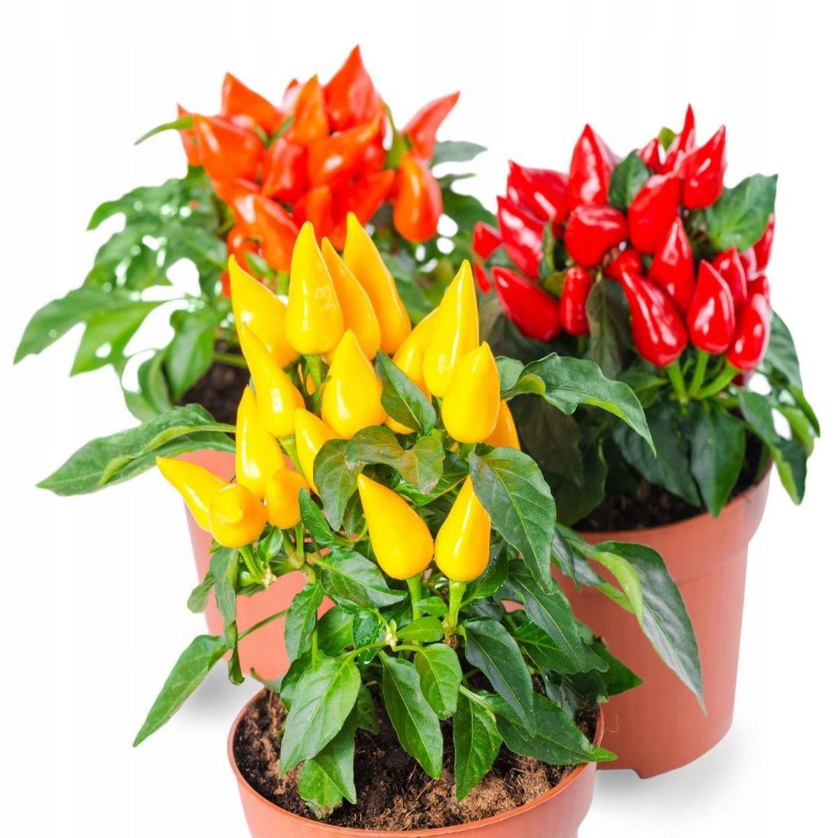 Capsicum Sombrero mix, H 30 cm