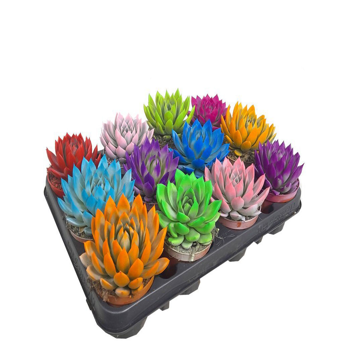 Echeveria Succulenta colorata, H 25 cm