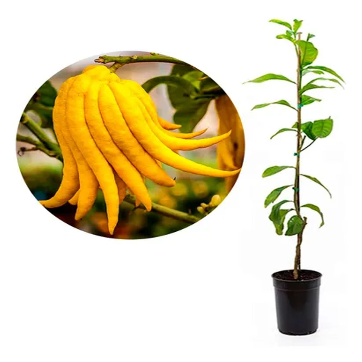 Citrus limtta pursha budha, H 70 cm