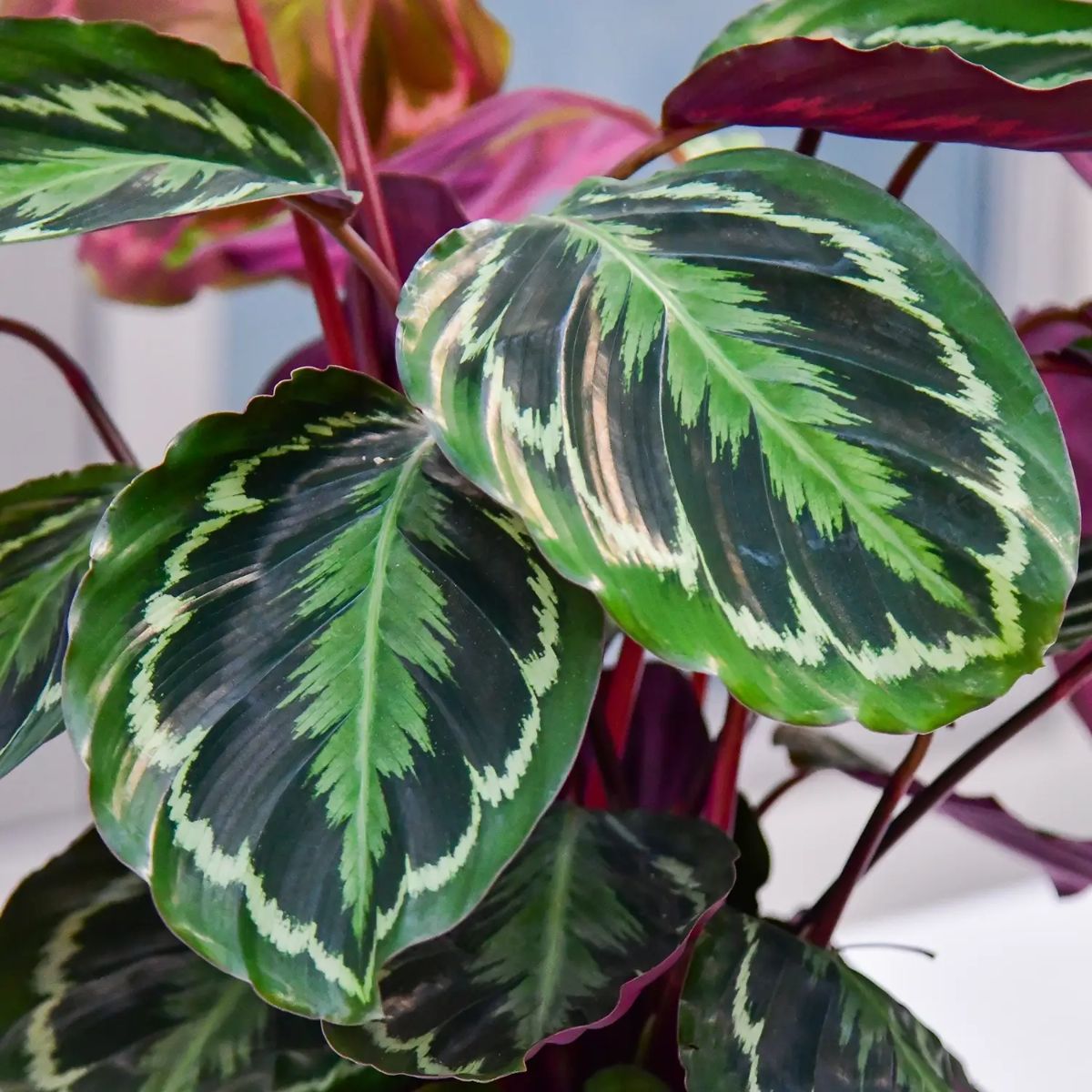 Calathea medallion planta naturala, H 60-70 cm