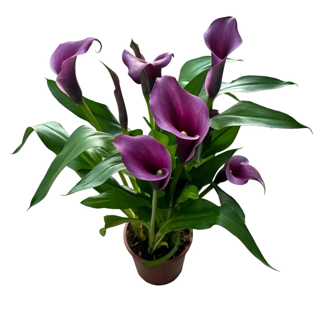 Zantedeschia (Cala), Galben
