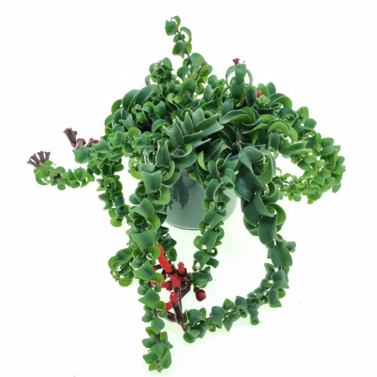 Planta naturala Aeschynanthus Bluster, curgatoare 40 cm