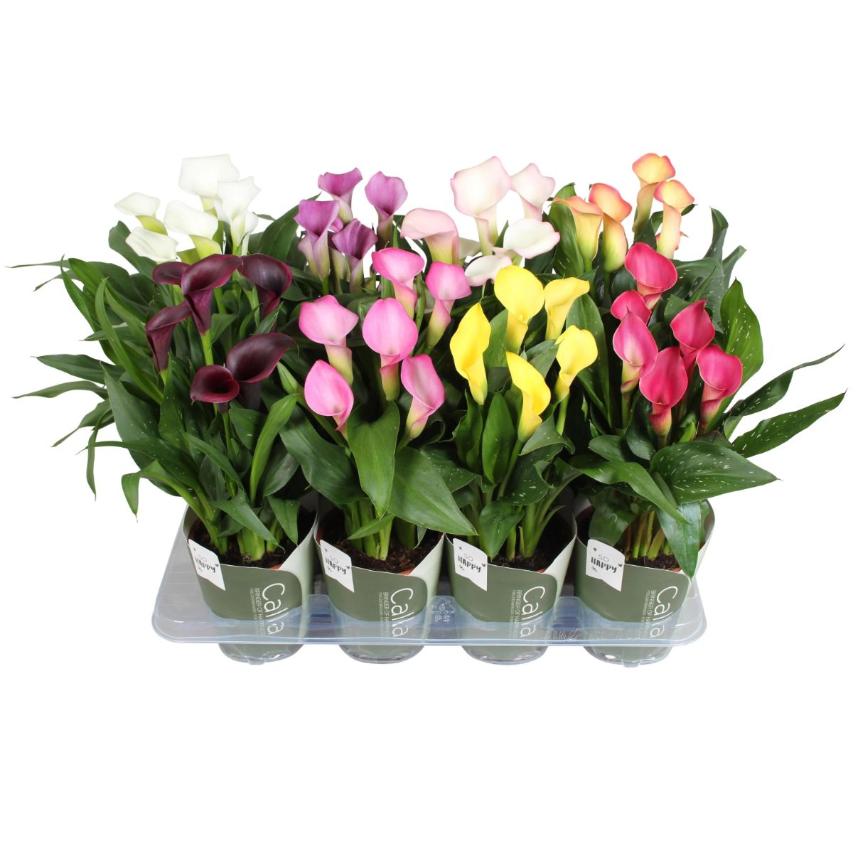 Zantedeschia (Cala), Roz
