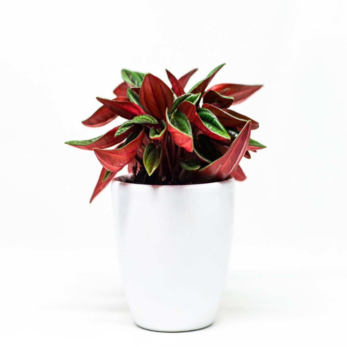 Peperomia caperata rojo gonga, planta naturala H 35 cm
