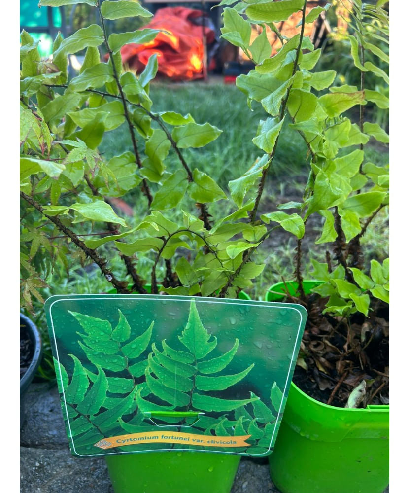 Feriga decorativa,Cyrtomium fortunei var. clivicola, planta perena pentru umbra, ghiveci C5/P23, 1 buc