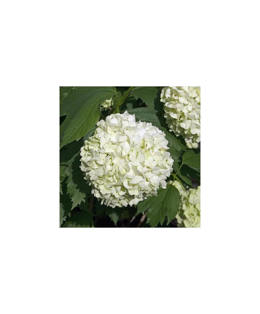 Viburnum opulus „Roseum”, bulgare de zapada, ghiveci C5/P23, inaltime 50-60 cm, 1 buc