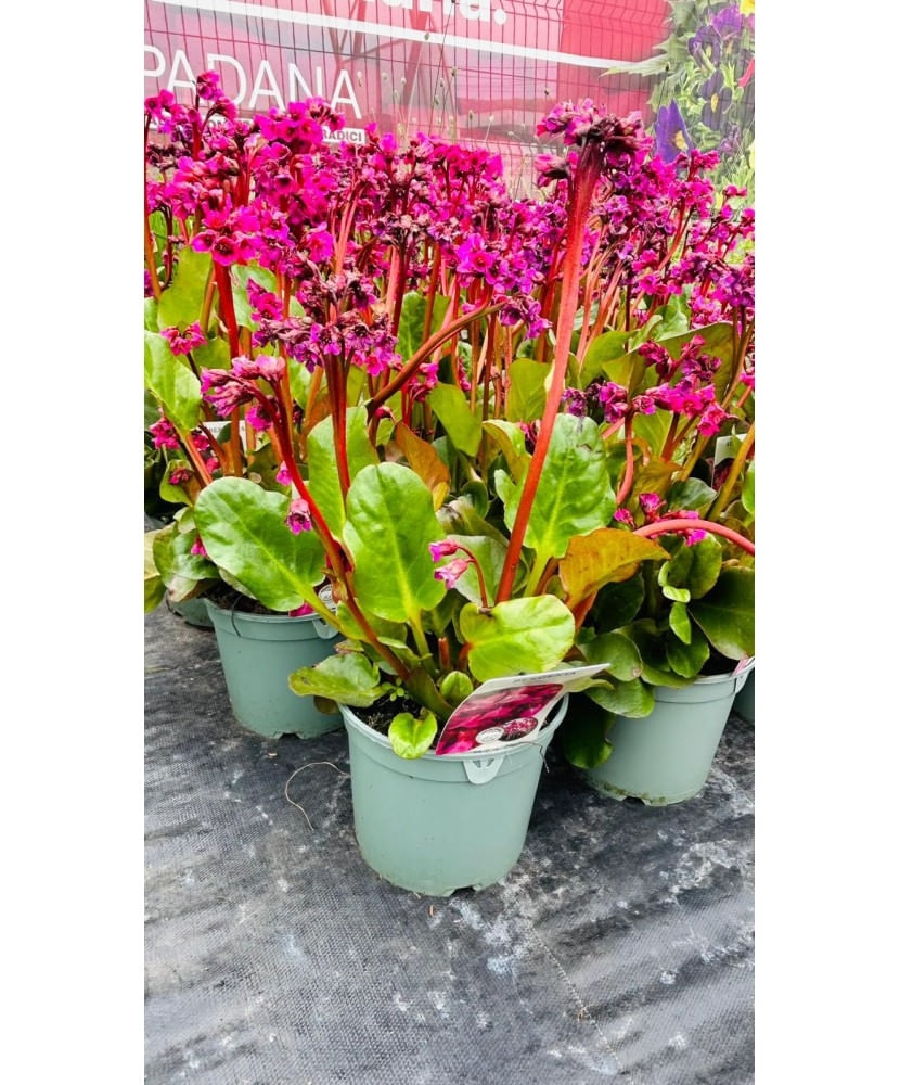 Bergenia cordifolia „Ouverture”, planta perena decorativa, ghiveci C2/P17, 1 buc