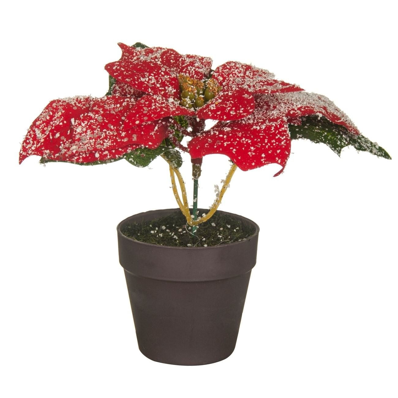 Ghiveci Decorativ cu Crăciuniță în Zăpadă 21x14 cm — imaginea 2