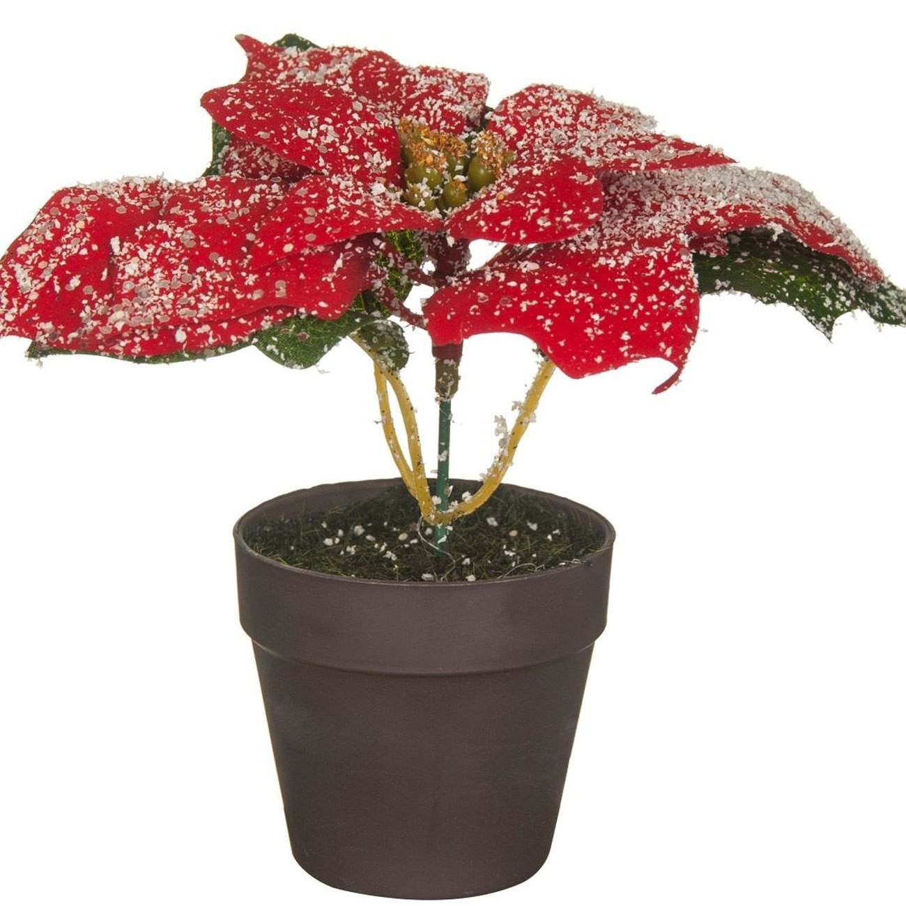 Ghiveci Decorativ cu Crăciuniță în Zăpadă 21x14 cm — imaginea 3