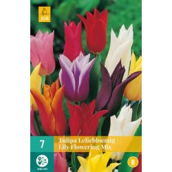 Lalele Lily Flowering Mix