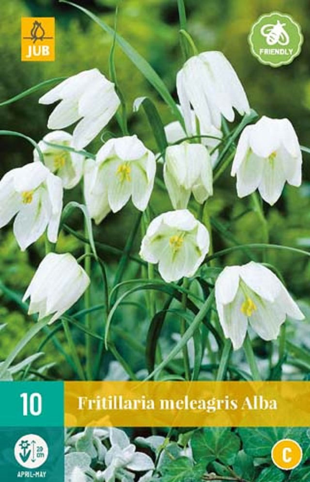 Fritillaria Meleagris Alba