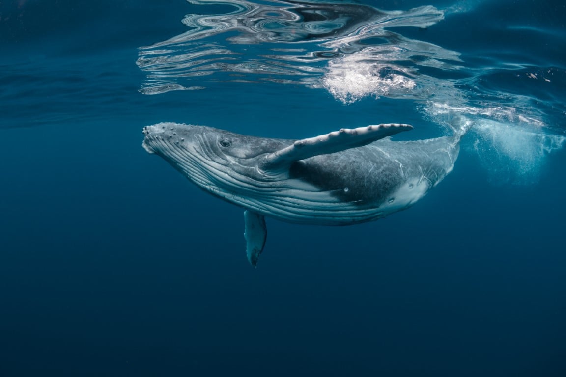 Tablou canvas - Balena albastra in apa